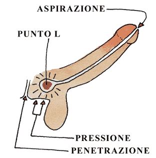 Orgasmo prostata: come trovare e stimolare il punto。